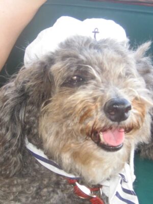 Dog Sailor Set