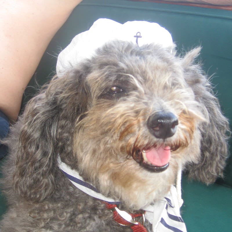 Dog Sailor Set